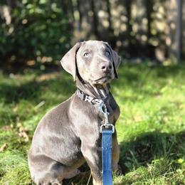 Doberman Pinscher and French Bulldog Puppies from Haus of Hound