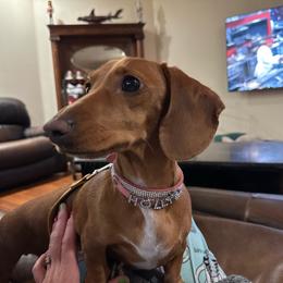 Holly - Dachshund