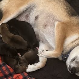 Shiba Inu Puppies from The Queen of Shibas
