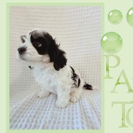 Paxton - Tri-color male Cavapoo puppy in Oak Island, North Carolina from Double Doodle Cavapoos