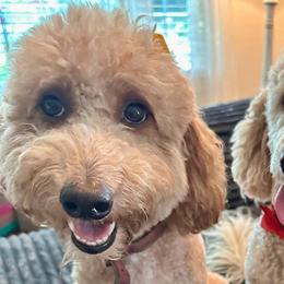 Princess - Apricot female Goldendoodle puppy in Pensacola, Florida from Goldendoodles Love You in Pensacola Friend Edition
