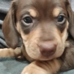 Dachshund Puppies from Boopenstein Doxies