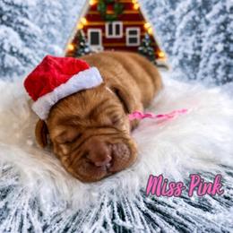 Miss Pink - Yellow female Labrador Retriever puppy in Lake City, Michigan from Loon Lake Labradors