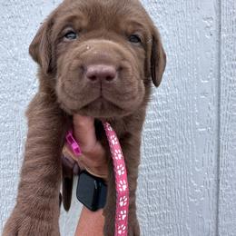 Pink - Chocolate female Labrador Retriever puppy in Newton Grove, North Carolina from Wayalife Labradors & Gsp’s