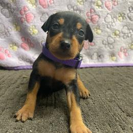 Diasy - Black and tan female Miniature Pinscher puppy in Lancaster, Missouri from White Stone Ranch