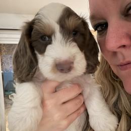 AKC Cupid has that RBF face like his momma - Piebald male Dachshund puppy in Erie, Michigan from Champagne’s Grinch Toe’d Dachshunds