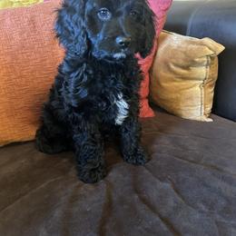 JoJo - Boy - Black and white male Cavapoo puppy in Tempe, Arizona from Springerdoodles Plus AZ