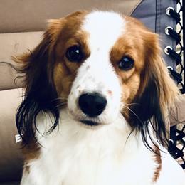 Lacey - Nederlandse Kooikerhondje