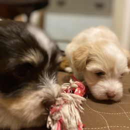 Havanese Puppies from Coco’s Puppies