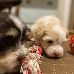 Havanese Puppies from Coco’s Puppies