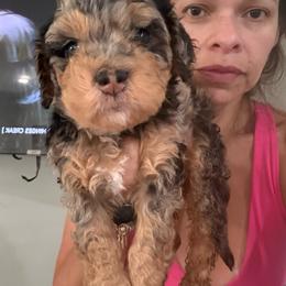 Gold - Chocolate merle male Bernedoodle puppy in Southampton, Pennsylvania from Pumpkin Patch Doodles