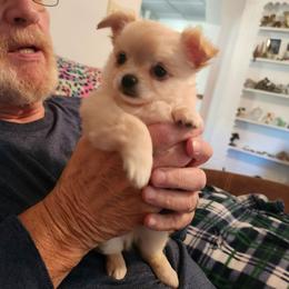 Boy 2 - Cream male Chihuahua puppy in Greenfield, Ohio from Paradise Chihuahua Kennel