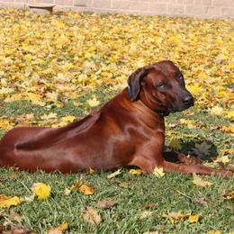 Rhodesian Ridgeback puppies from Masai's Pride Rhodesian Ridgbacks