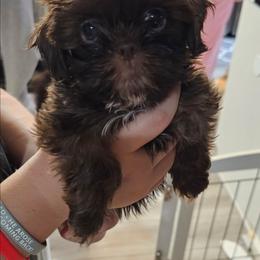 Isabella - Liver and white female Shih Tzu puppy in Middleburg, Florida from Furby Shih Tzu Family & Friends