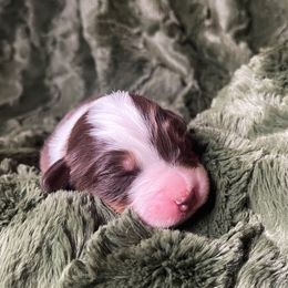 Australian Shepherd Puppies from Burdock Hill Australian Shepards