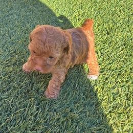 AKC Tiny toy girl 1 - Red  female Poodle puppy in Maricopa, Arizona from La Petite poodle