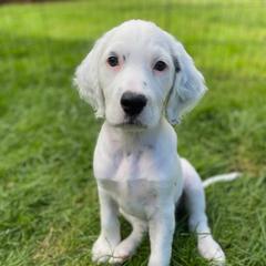 English Setter Puppies from English Setters of the Eyrie