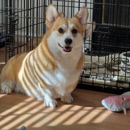 Georgia - Pembroke Welsh Corgi