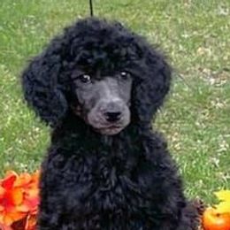 Poodles from Lyrical Lane Poodles