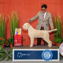 Jude - Lagotto Romagnolo
