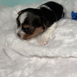 Bobby - Black tan and white male Biewer Terrier puppy in Concord, California from Puppy Boutique