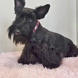 Birdie - Scottish Terrier