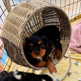 Cavalier King Charles Spaniel Puppies from The Cavi Pack