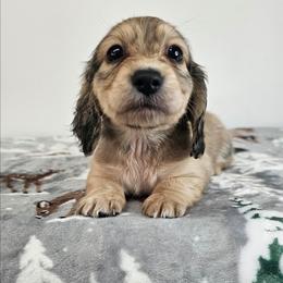 Shaded cream male - Cream male Dachshund puppy in Belle Rive, Illinois from Akin's Miniature Dachshunds, LLC