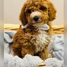 Chow Chow, Goldendoodle, and Poodle Puppies from Regal Canine Creations