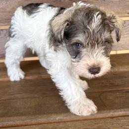 Boy 3 - Parti male Miniature Schnauzer puppy in Dunlap, Tennessee from Beards of Glory