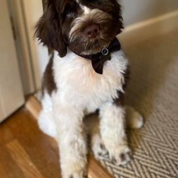 Portuguese Water Dog Puppies from Blue Marina Portuguese Water Dogs