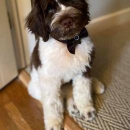 Portuguese Water Dog Puppies from Blue Marina Portuguese Water Dogs