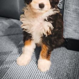 Bernedoodles, Goldendoodles, Poodles, and Shihpoos from Stormie's Doodles