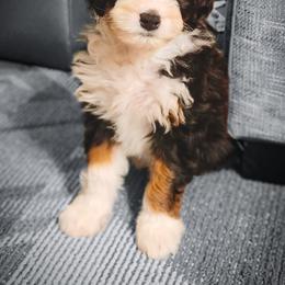 Bernedoodles, Goldendoodles, Poodles, and Shihpoos from Stormie's Doodles