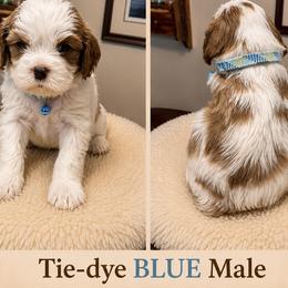Tie-dye Blue Male - Blenheim male Cavalier King Charles Spaniel puppy in Asheboro, North Carolina from Farmwood Cavaliers