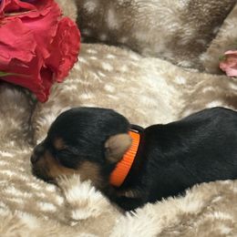 Orange male - Black and tan male Yorkshire Terrier puppy in Nettleton, Mississippi from Baile Donn Farms