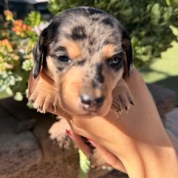 Ace the silver dapple - Dapple male Dachshund puppy in El Cajon, California from Lisa Buxton