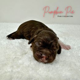 Pumpkin Pie - Brown white and tan female Cockapoo puppy in Oologah, Oklahoma from Timber Hills Poodles and Doodles