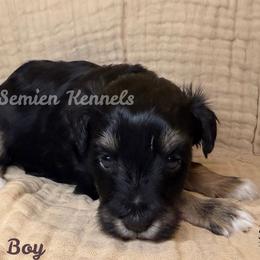 Green Boy - Black and silver male Miniature Schnauzer puppy in Houston, Texas from Semien Family Kennels