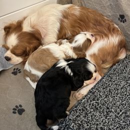 Cavalier King Charles Spaniel Puppies from Sunshine State Cavaliers