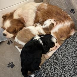 Cavalier King Charles Spaniel Puppies from Sunshine State Cavaliers