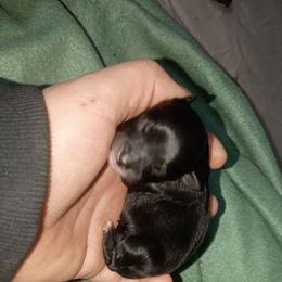 Boy 2 - Black tri male Toy Australian Shepherd puppy in Humansville, Missouri from Tater Tot aussies