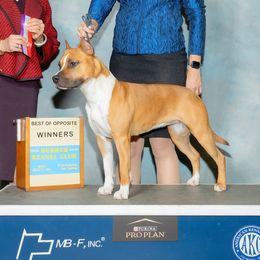 Ivy - American Staffordshire Terrier