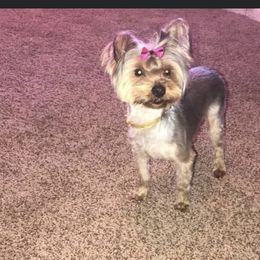 Yorkshire Terriers from The Dior Line