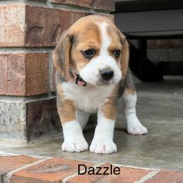 Dazzle - Black tan and white female Beagle puppy in Mansfield, Missouri from Rippee Creek Kennel