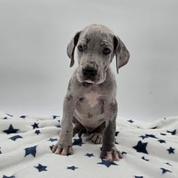 Finn - Merle male Great Dane puppy in Kannapolis, North Carolina from Carolina Great Danes & Toy Poodles