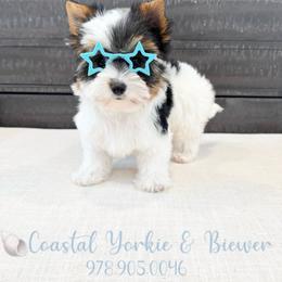 Biewer Boy Blue Jr. - Black tan and white male Biewer Terrier puppy in North Chelmsford, Massachusetts from Coastal Yorkshire Terrier Yorkies & Biewer Terriers