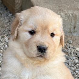 Bonnie - Golden female Golden Retriever puppy in Saint Pauls, North Carolina from Copperfield’s Goldens