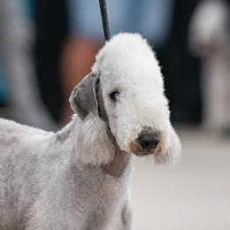 Dutton - Bedlington Terrier