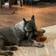 Boy 5 - Pepper and salt male Standard Schnauzer puppy in Summerfeld, Florida from Amazing Standard Schnauzers